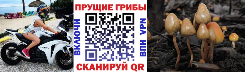 Галлюциногенные грибы GOLDEN TEACHER  Грайворон 